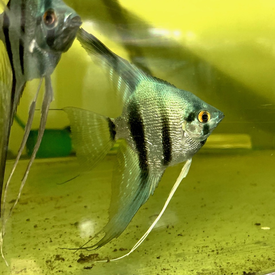 Pt.scalare   Maanvis platina blue M
